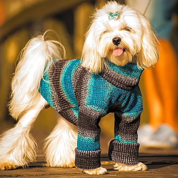 What Makes the Puli's Corded Coat So Unique?