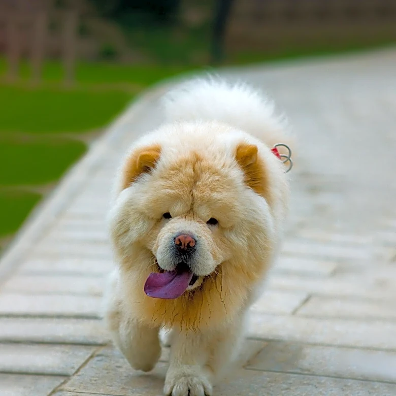 The Puli's Unique Coat and Care Needs Explained