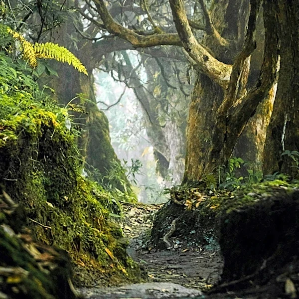 The Vast Wilderness That Makes Olympic National Park Unique