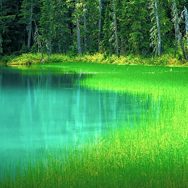 The Washington Wilderness That Earned UNESCO World Heritage Status