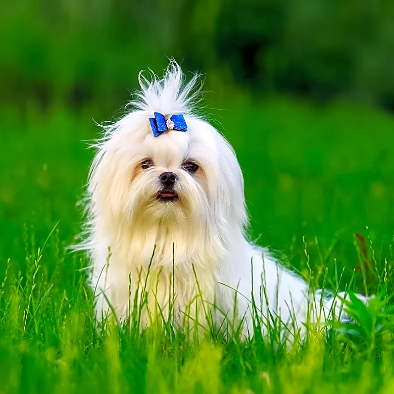 The Polish Lowland Sheepdog: Smart, Loyal, and Versatile