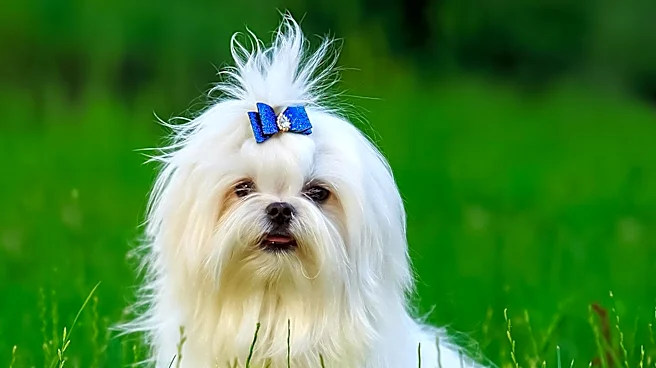 The Polish Lowland Sheepdog: Smart, Loyal, and Versatile