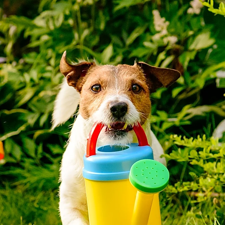 What makes Dog Toys Essential for Health
