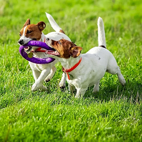 What Is Chhurpi? The Himalayan Dog Chew Explained