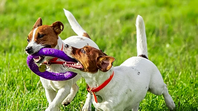 What Is Chhurpi? The Himalayan Dog Chew Explained