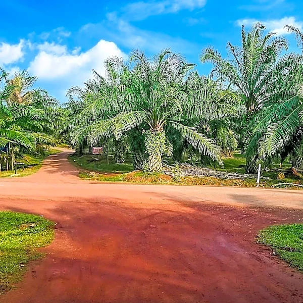 The Rubber Plantation That Reshaped Firestone's Future