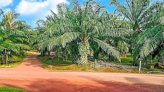 The Rubber Plantation That Reshaped Firestone's Future
