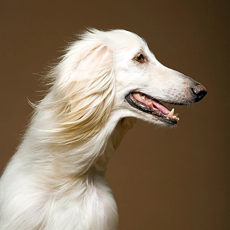 What Makes the Ibizan Hound Unique?