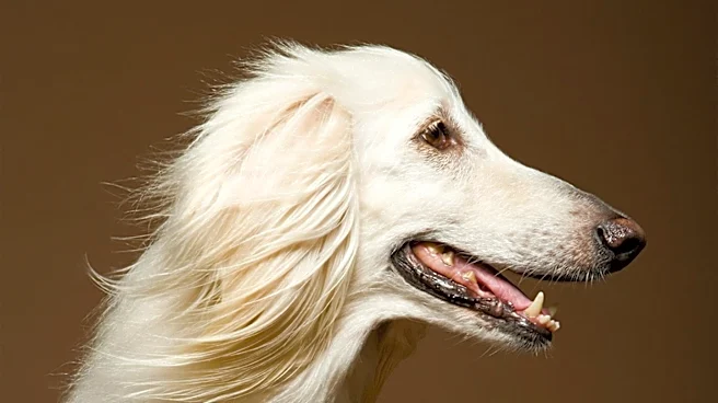 What Makes the Ibizan Hound Unique?