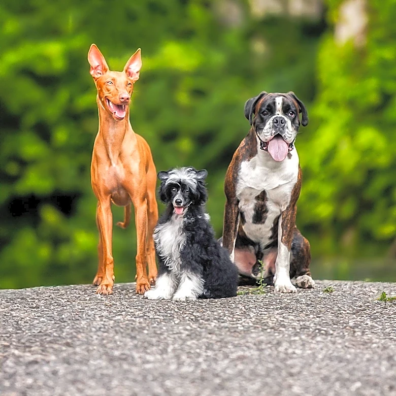 How the Pharaoh Hound Shaped Maltese Tradition
