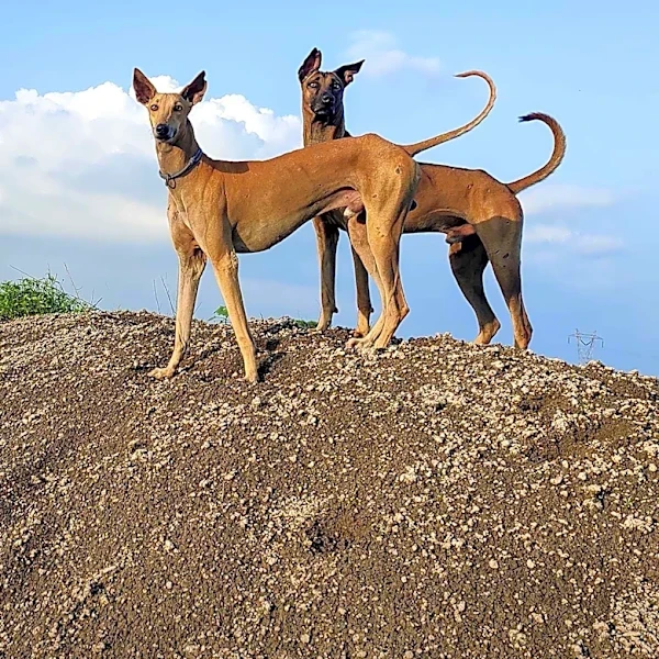 Why the Pharaoh Hound Is Unlike Any Other Dog
