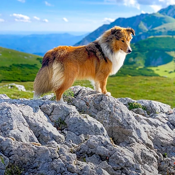 Why Iceland Fought to Save Its Only Native Dog