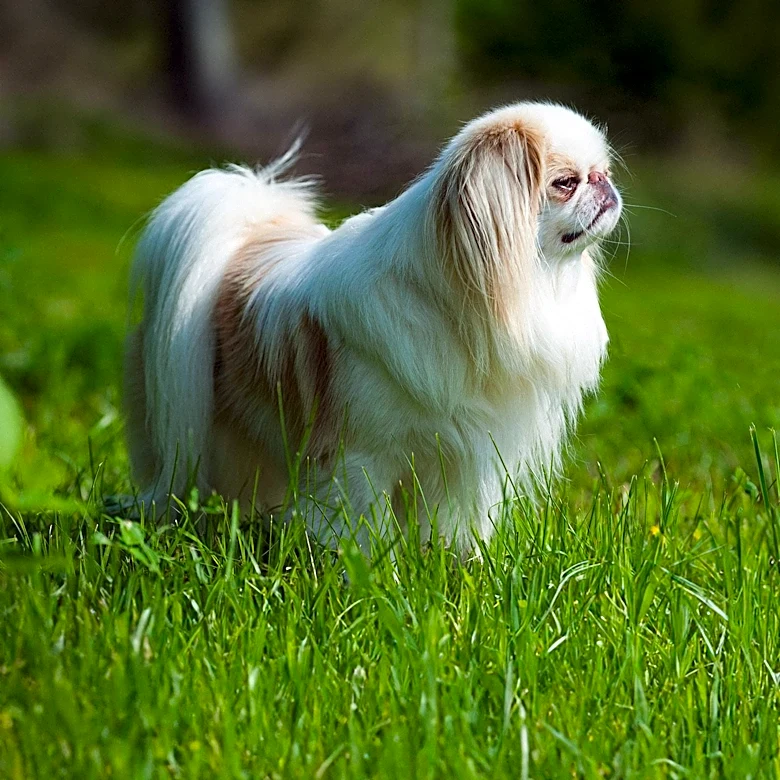 The Royal Journey of the Japanese Chin Through History