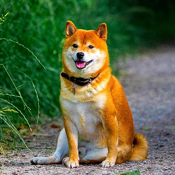 The Canaan Dog's Remarkable Traits