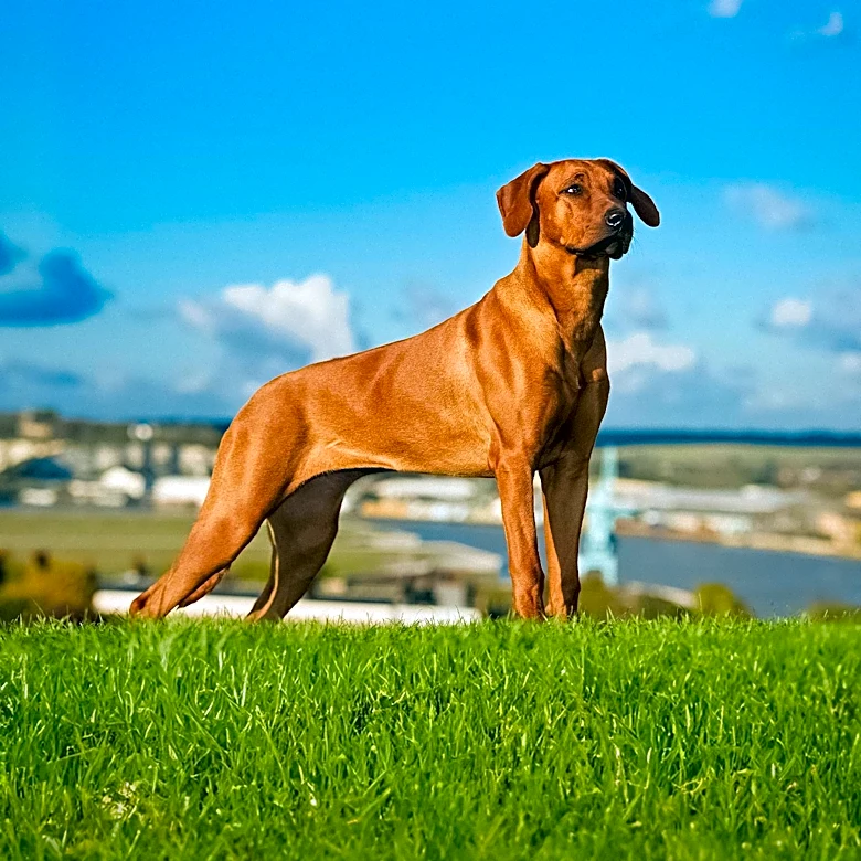 The Trait That Defines the Thai Ridgeback