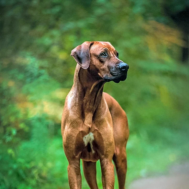What Makes the Thai Ridgeback One of the World's Most Unique Dogs?