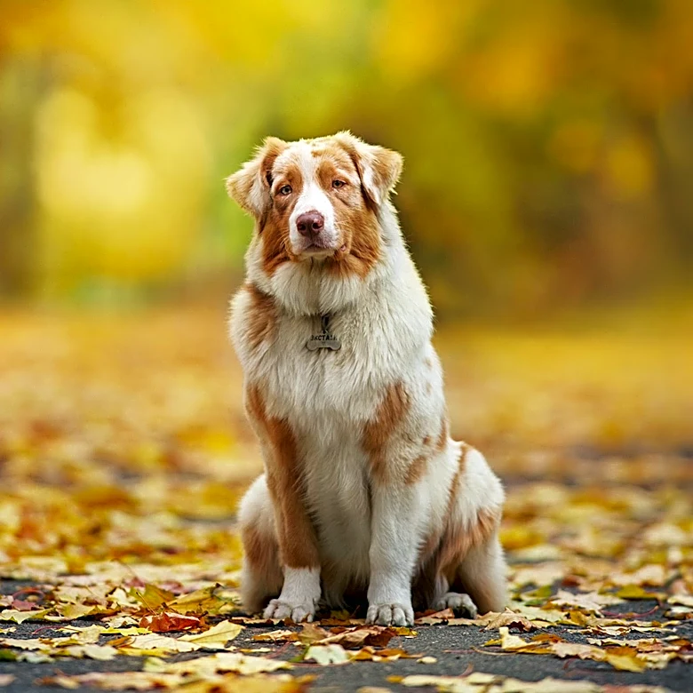The History of the Miniature American Shepherd