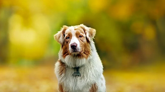 The History of the Miniature American Shepherd
