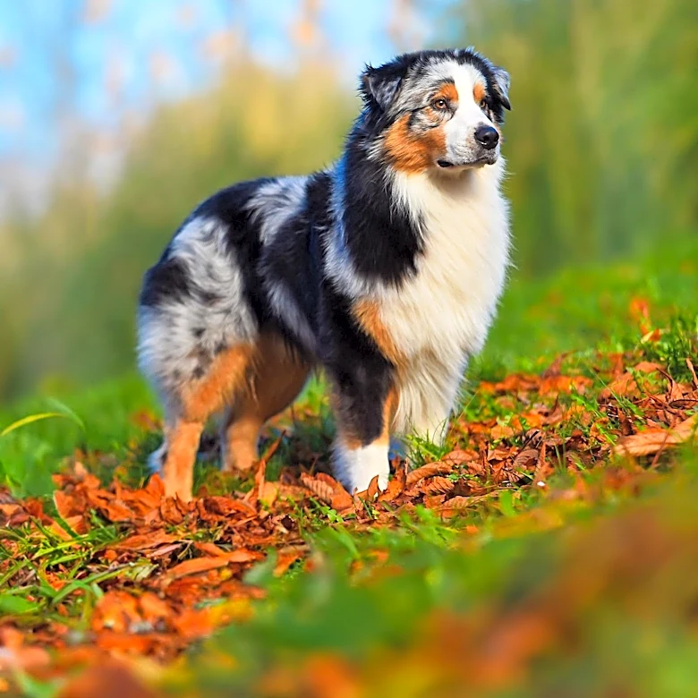 The Traits That Define the Miniature American Shepherd