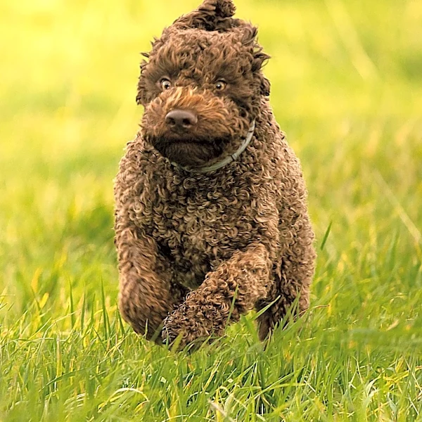 How the Lagotto Became the World's Famous Truffle Dog