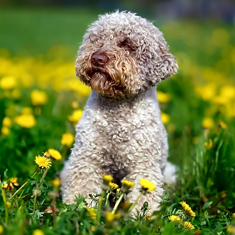 How the Lagotto Romagnolo Became a Master Truffle Hunter