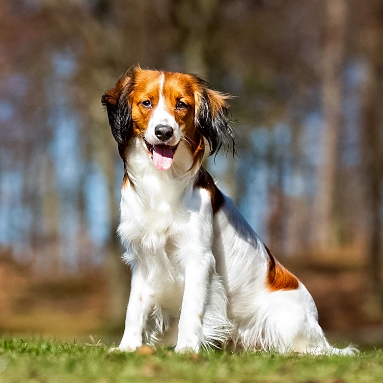 How the Kooikerhondje Nearly Went Extinct