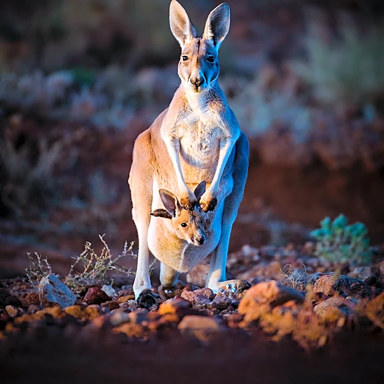 Why Australia's Wildlife Is Unlike Anywhere Else