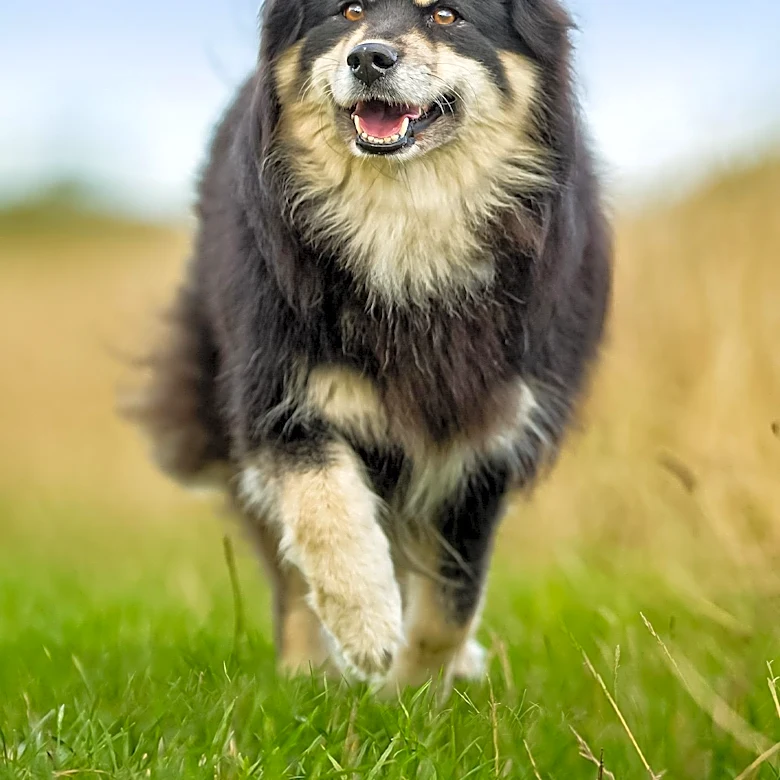 Why the Finnish Lapphund Still Carries Its Arctic Heritage