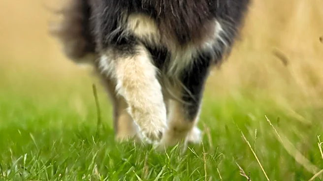 Why the Finnish Lapphund Still Carries Its Arctic Heritage