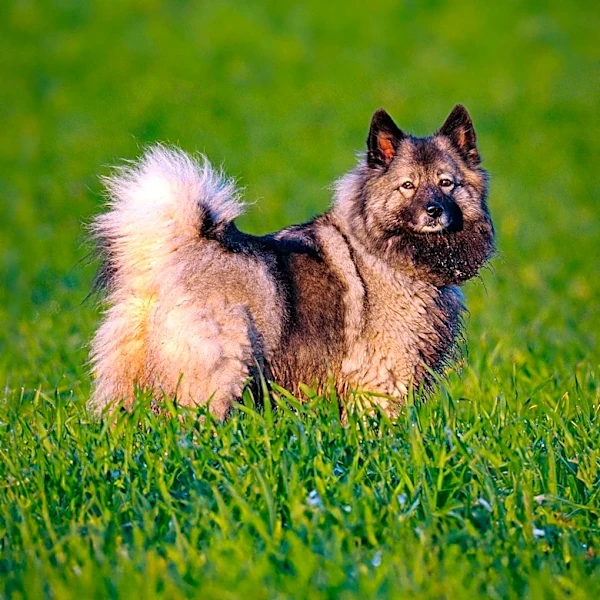 Why Swedish Vallhunds Excel in Dog Sports