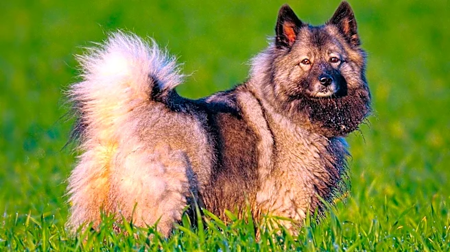 Why Swedish Vallhunds Excel in Dog Sports