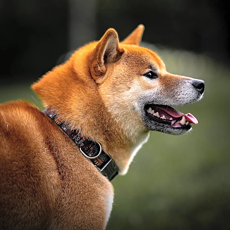 What makes the Norwegian Buhund Versatile