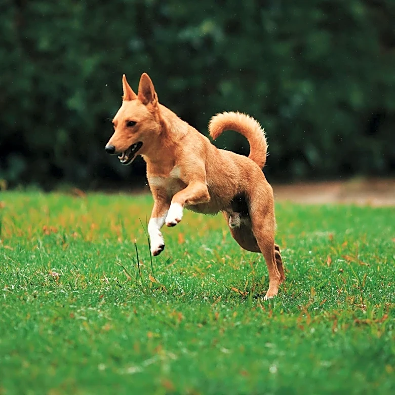 How the Norwegian Buhund Became a Favorite for Active Families