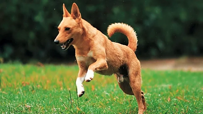 How the Norwegian Buhund Became a Favorite for Active Families