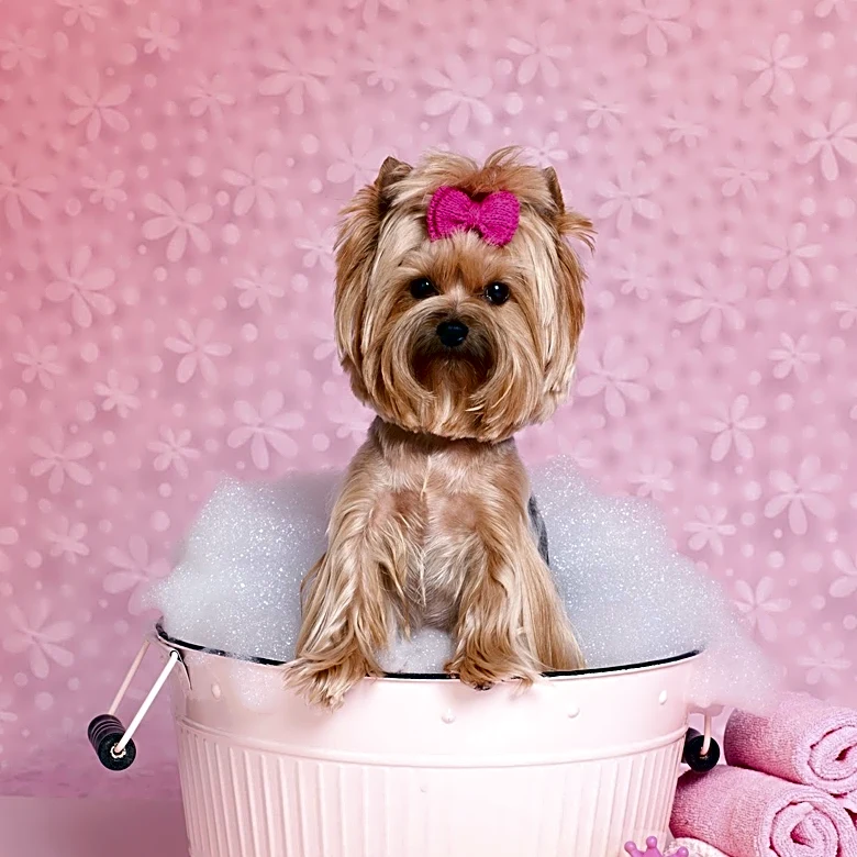 How to Care for Your Australian Silky Terriers