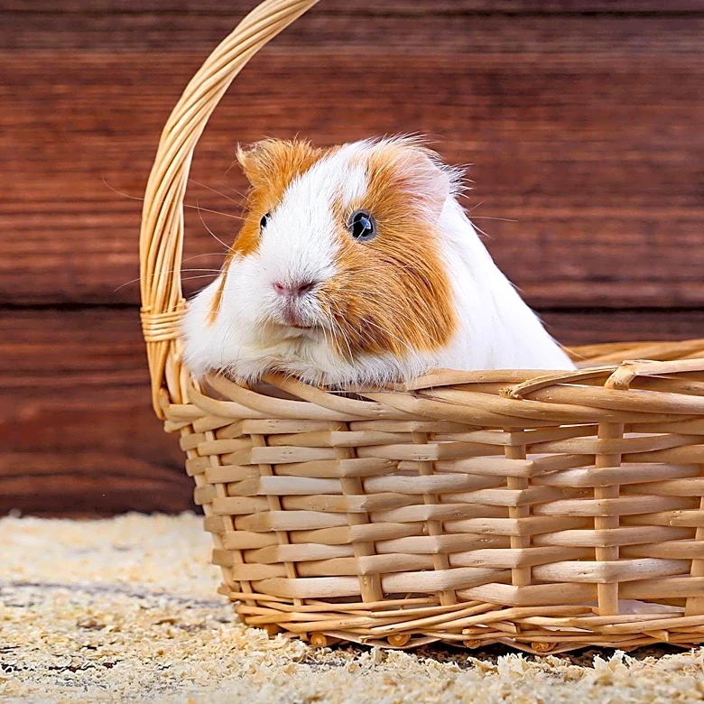 Why do Guinea Pigs Still Remain Vital in Research