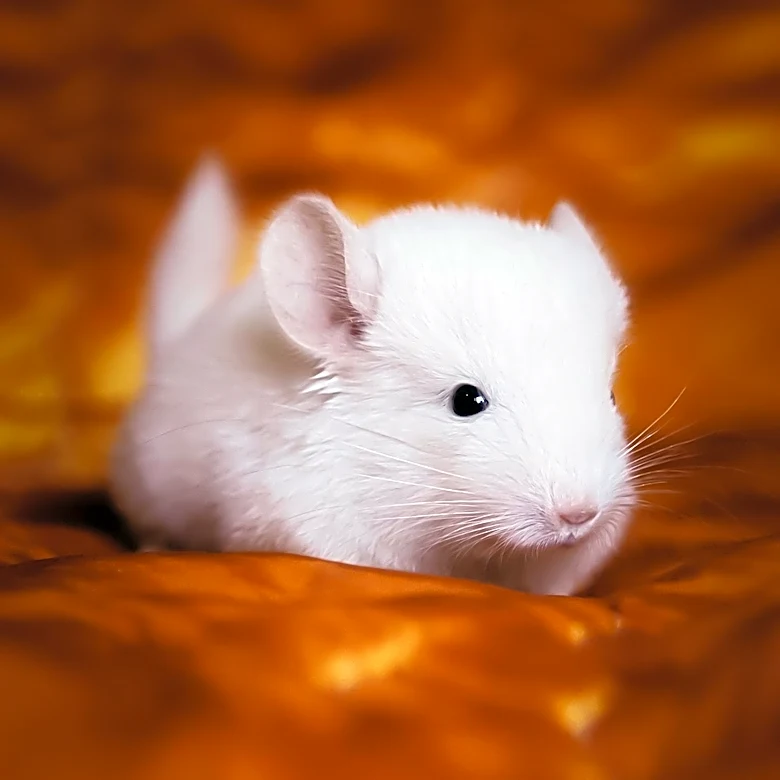 History of the Chinchilla Fur Trade Explained