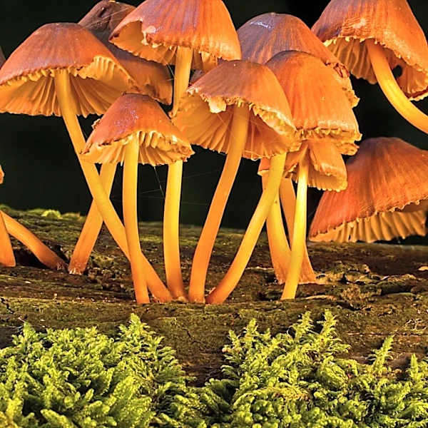 Safest Ways To Identify Mushrooms Revealed