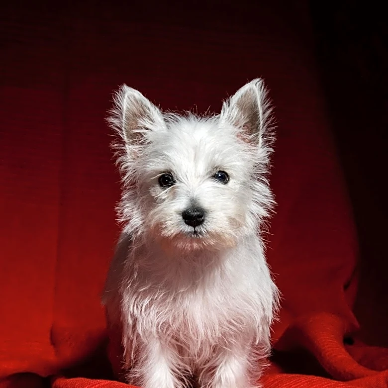What Makes the Skye Terrier Such a Loyal and Distinctive Companion?