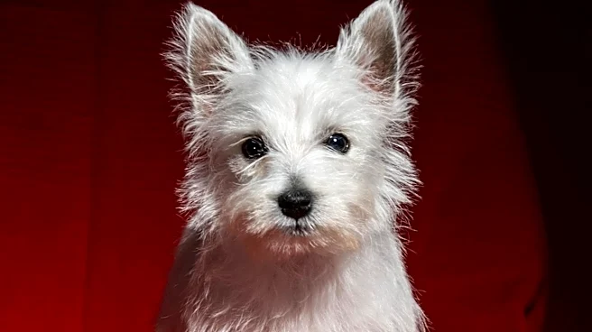 What Makes the Skye Terrier Such a Loyal and Distinctive Companion?