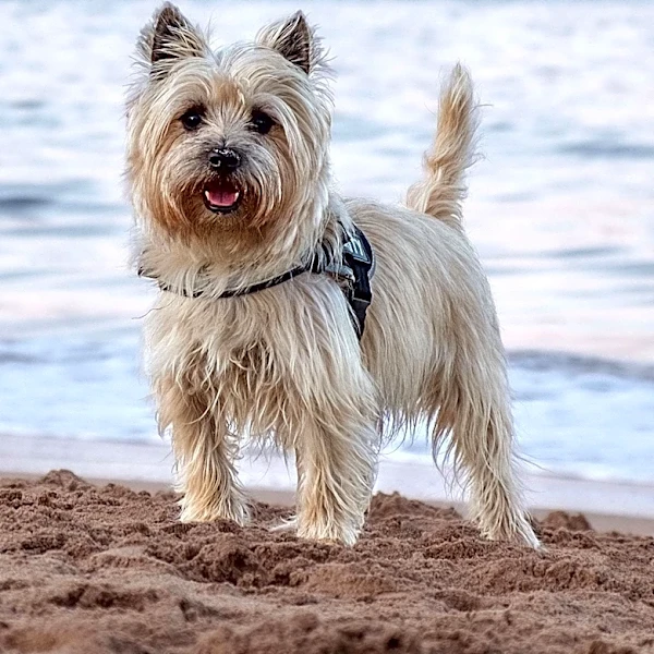 The Skye Terrier's Decline and the Race to Save the Breed