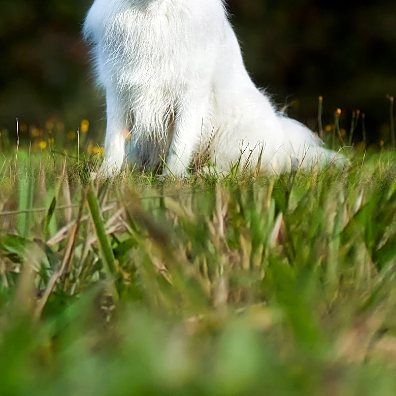 How Does Animal Vocalizations Aid Survival