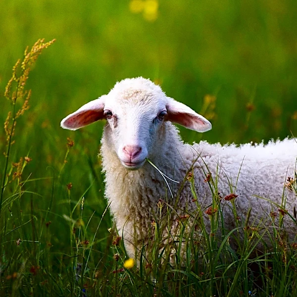 Lowell Mason Gave Mary Had a Little Lamb Its First Melody in the 1830s