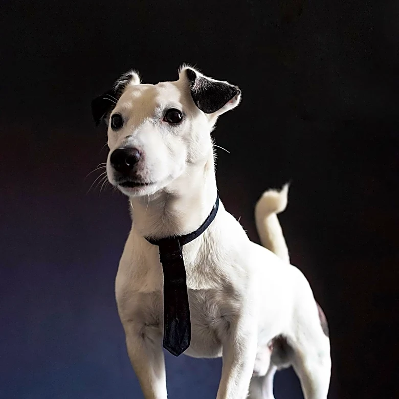 Meet the Smooth Fox Terrier: The English Breed With a Lasting Legacy