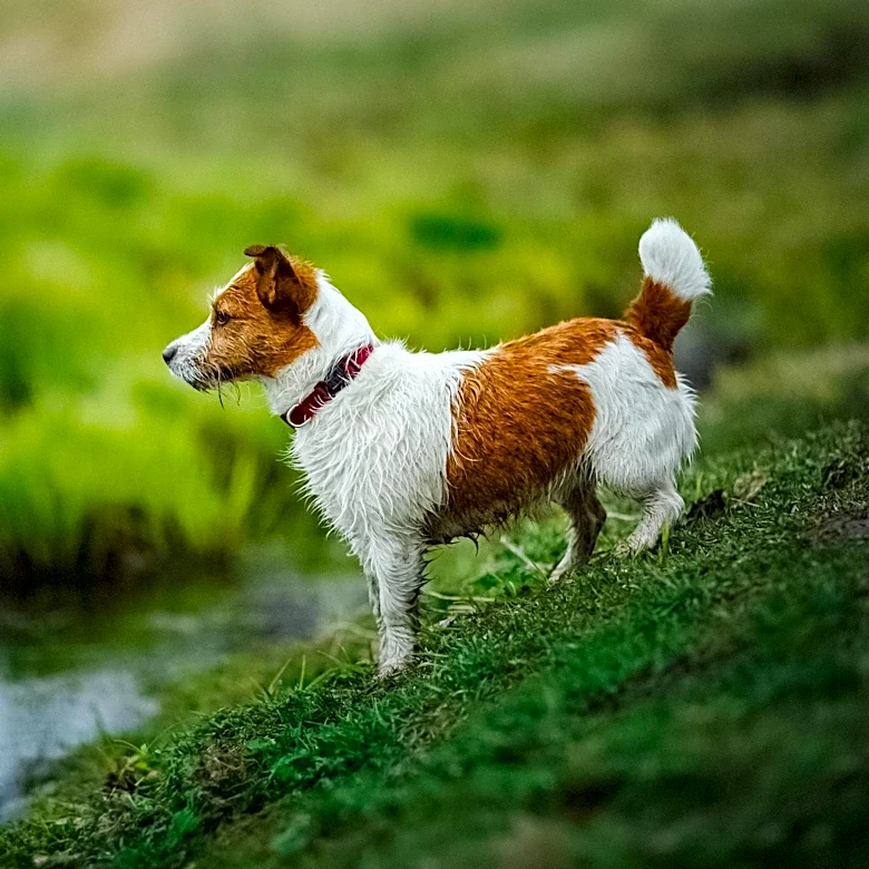 Wire vs. Smooth Fox Terrier Differences Explored