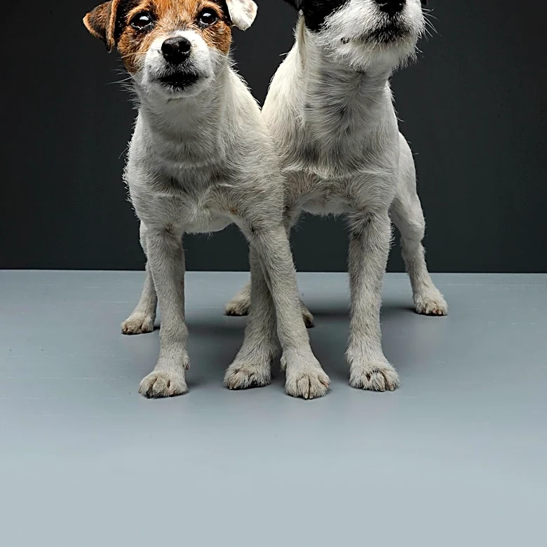 What Makes the Wire Fox Terrier So Distinctive?