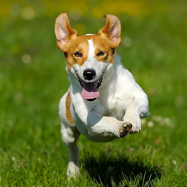 What Makes Fox Terriers Such Energetic and Fearless Dogs?