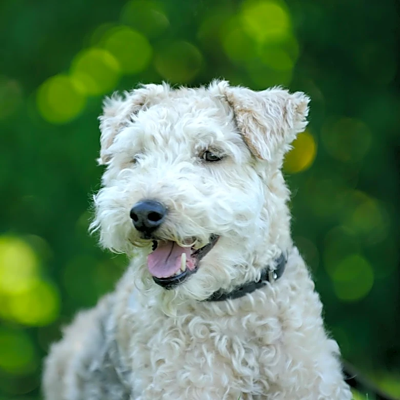 How did Fox Terriers go from Hunters to Show Dogs