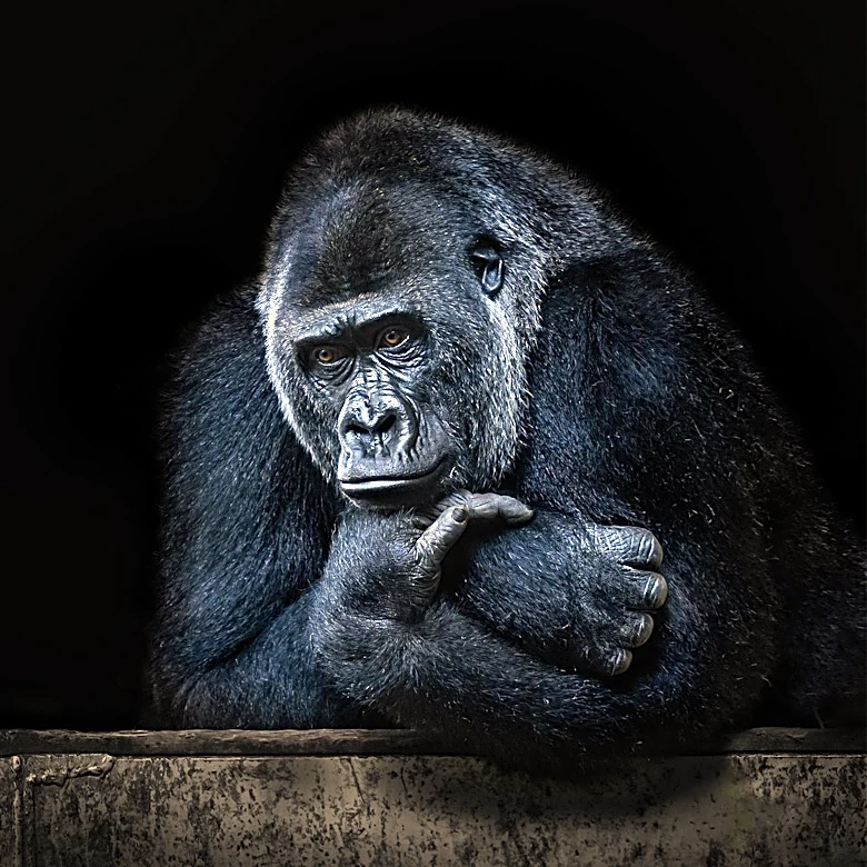 The Philosophy Behind Animal Rights Explained