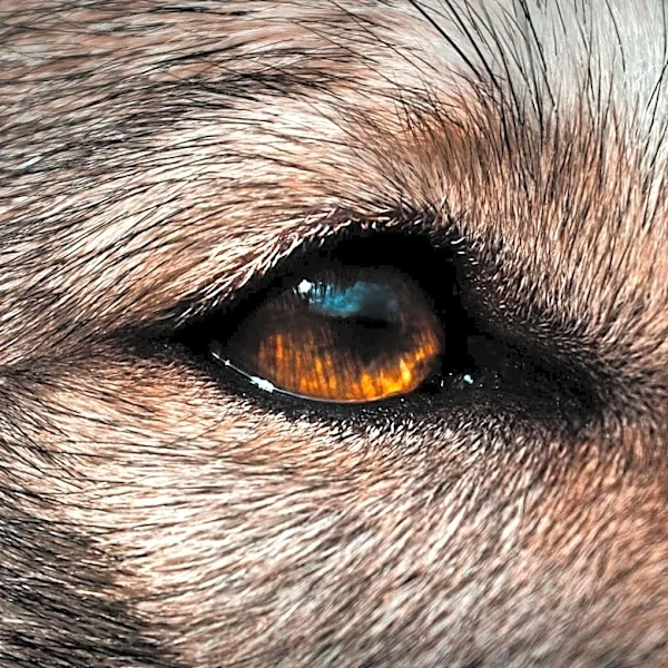 How Animal Welfare Research Expanded Into a Global Scientific Field